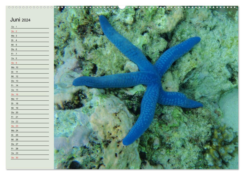 Le monde des récifs. Étoiles de mer, coraux, anémones (Calendrier mural CALVENDO Premium 2024) 