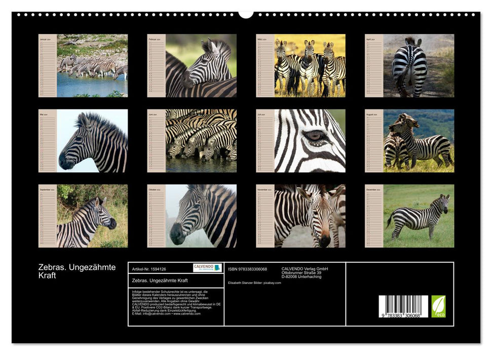 Zebras - Ungezähmte Kraft (CALVENDO Premium Wandkalender 2024)