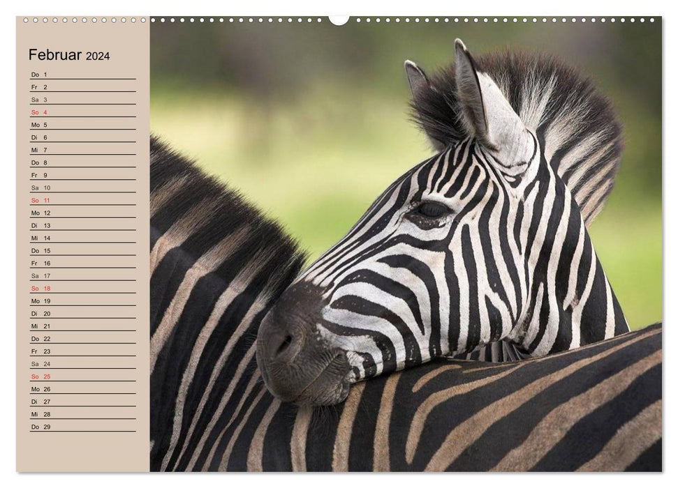 Zebras - Ungezähmte Kraft (CALVENDO Premium Wandkalender 2024)