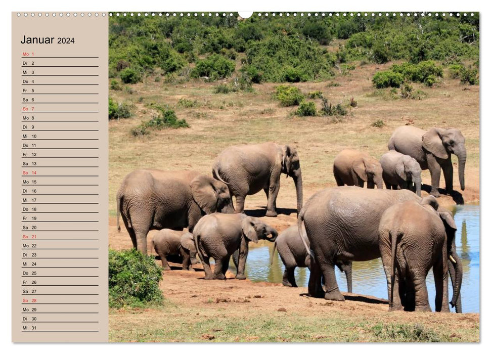 Éléphants. Proboscidiens sensibles (Calendrier mural CALVENDO Premium 2024) 