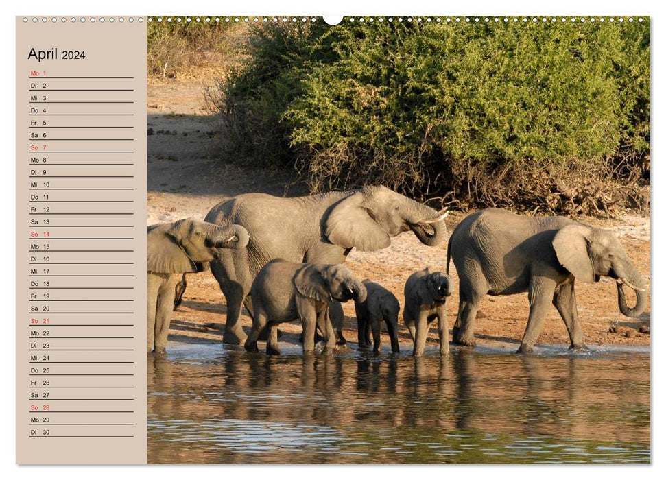 Éléphants. Proboscidiens sensibles (Calendrier mural CALVENDO Premium 2024) 