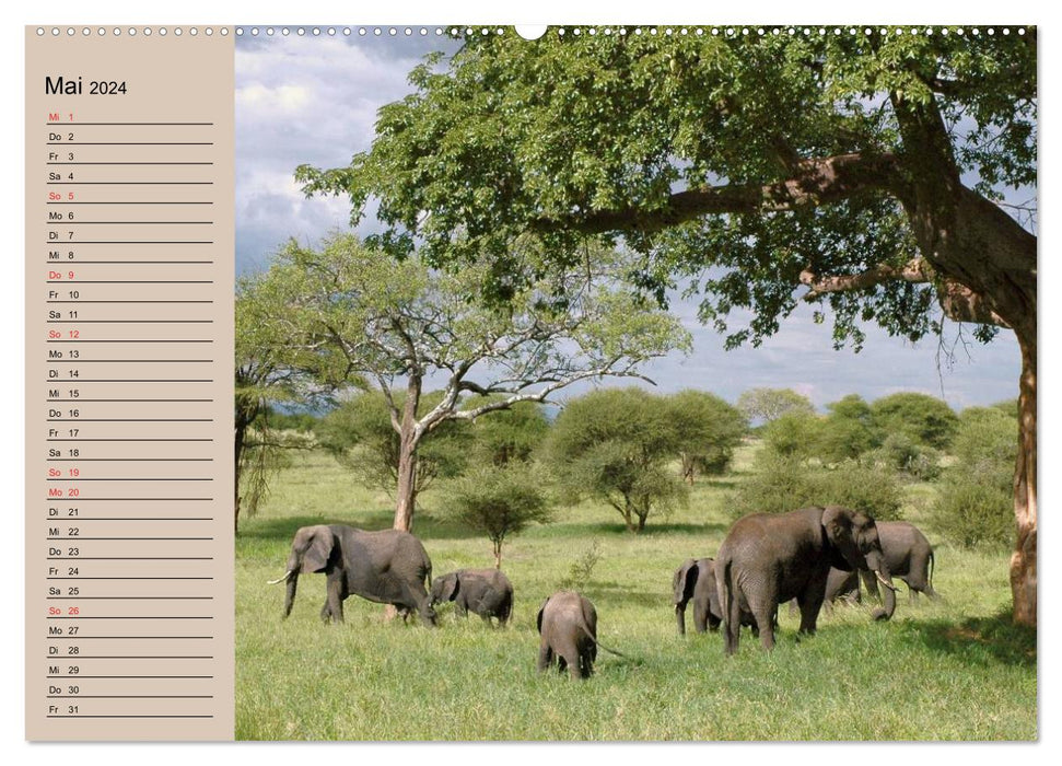 Éléphants. Proboscidiens sensibles (Calendrier mural CALVENDO Premium 2024) 