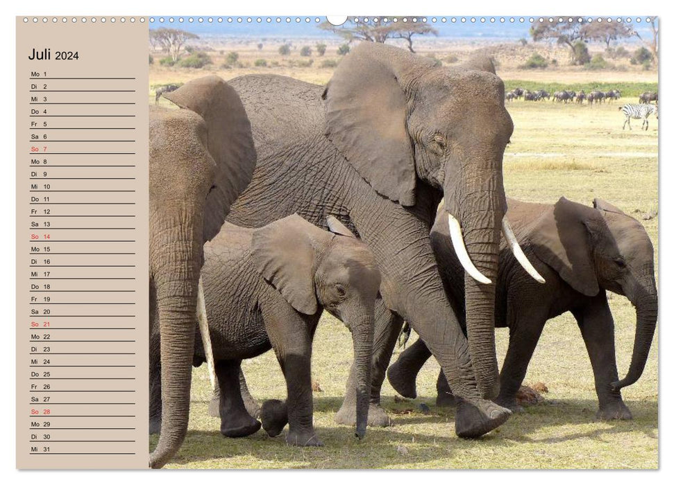 Éléphants. Proboscidiens sensibles (Calendrier mural CALVENDO Premium 2024) 