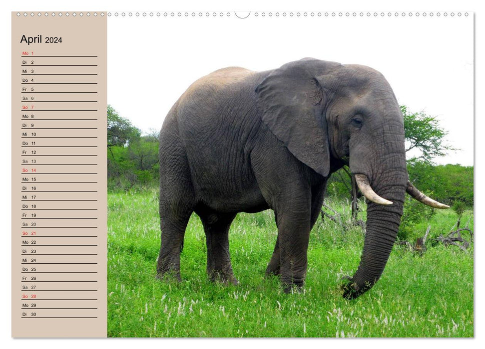 Éléphants dans la nature (Calendrier mural CALVENDO Premium 2024) 