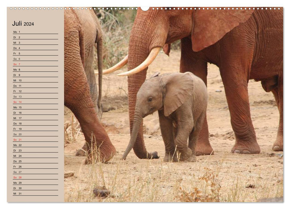 Elefanten in freier Wildbahn (CALVENDO Premium Wandkalender 2024)