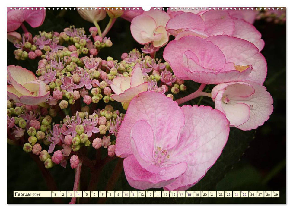 Rêves d'hortensias (Calendrier mural CALVENDO 2024) 