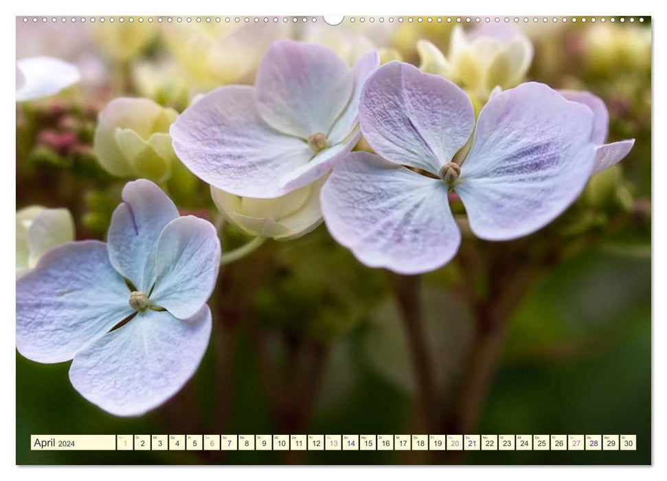 Rêves d'hortensias (Calendrier mural CALVENDO 2024) 