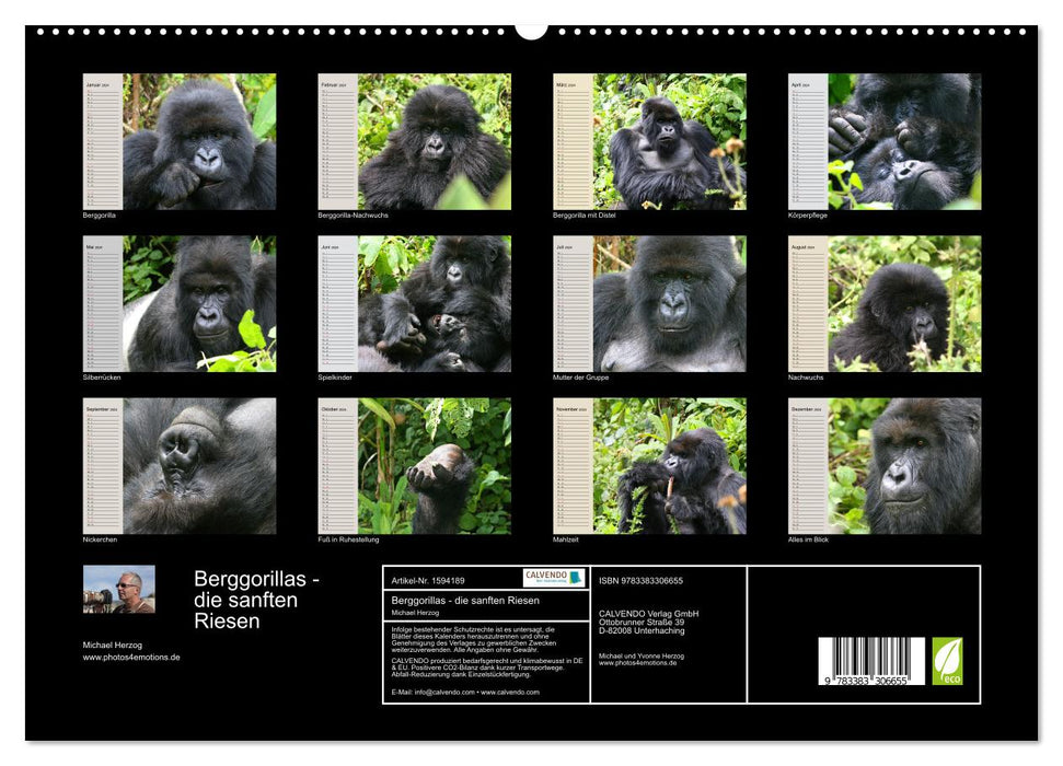 Berggorillas - die sanften Riesen (CALVENDO Premium Wandkalender 2024)
