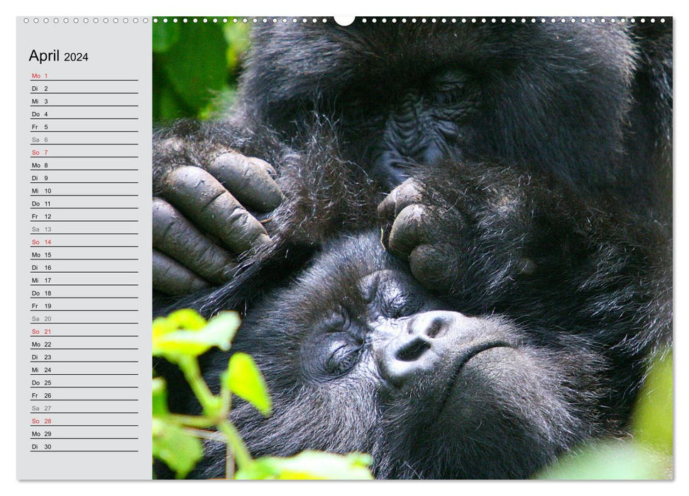 Berggorillas - die sanften Riesen (CALVENDO Premium Wandkalender 2024)