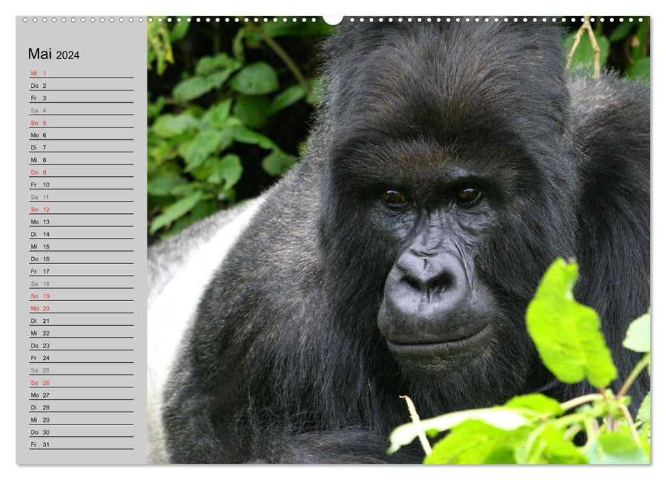 Gorilles de montagne - les gentils géants (Calvendo Premium Wall Calendar 2024) 