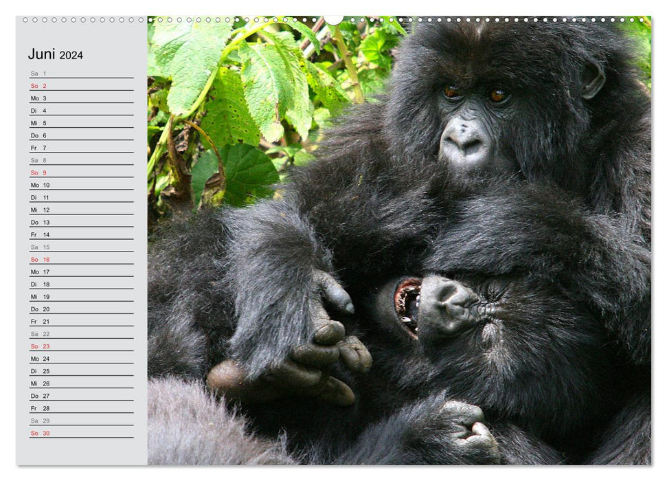 Gorilles de montagne - les gentils géants (Calvendo Premium Wall Calendar 2024) 