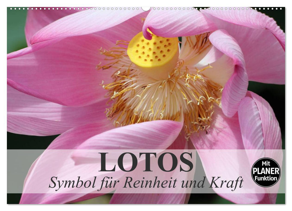 Lotos. Symbol für Reinheit und Kraft (CALVENDO Wandkalender 2024)