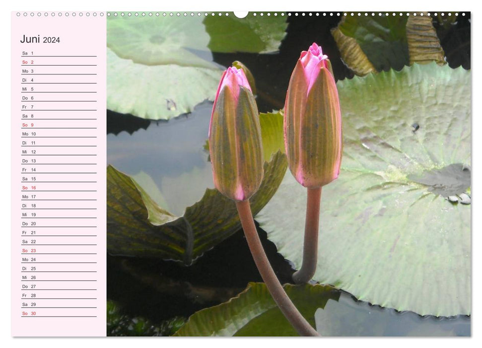 Lotus. Symbole de pureté et de puissance (calendrier mural CALVENDO 2024) 