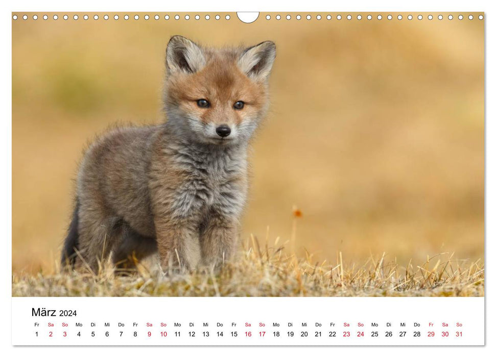 Fuchswelpen (CALVENDO Wandkalender 2024)