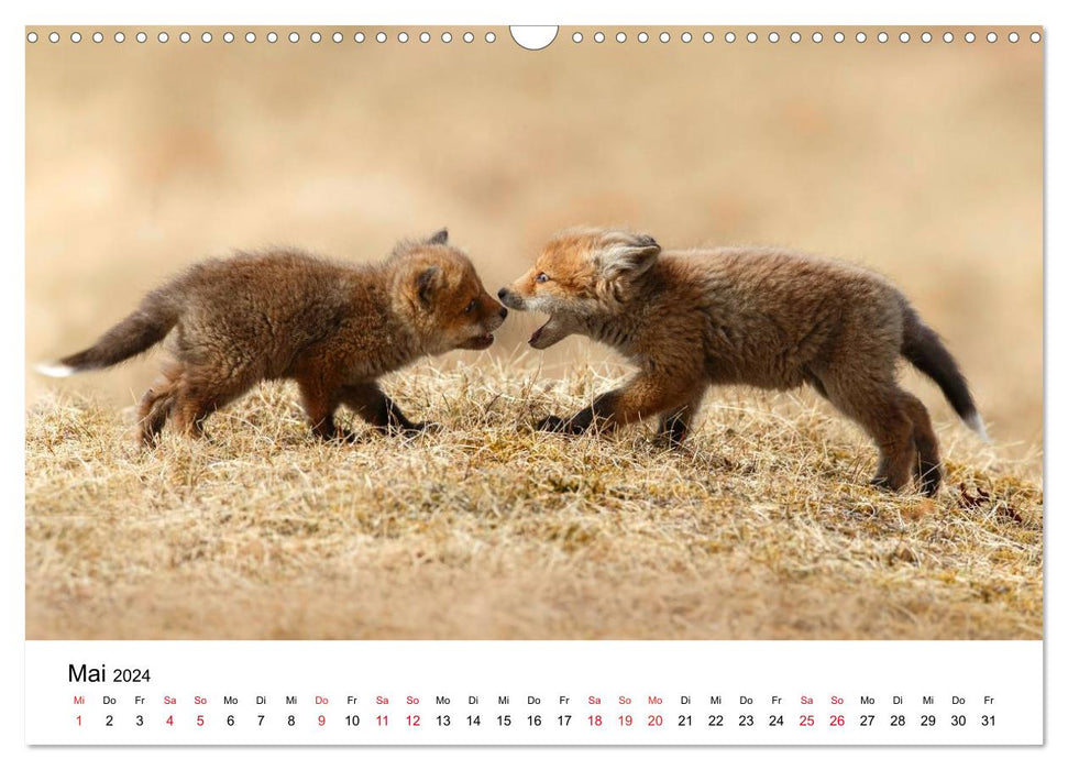 Chiots renards (Calendrier mural CALVENDO 2024) 