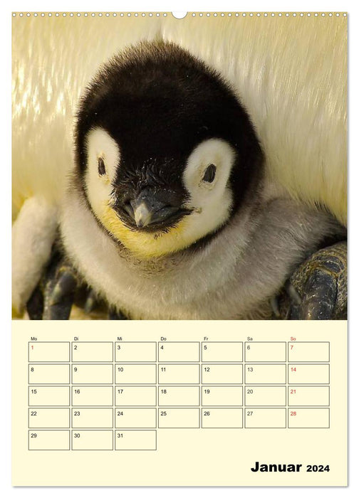 Pingouins. Secouer dans un manteau thermique (Calendrier mural CALVENDO Premium 2024) 