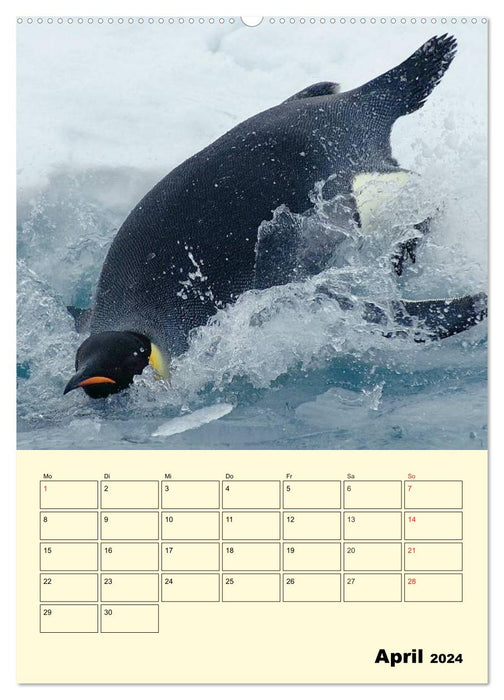 Pingouins. Secouer dans un manteau thermique (Calendrier mural CALVENDO Premium 2024) 