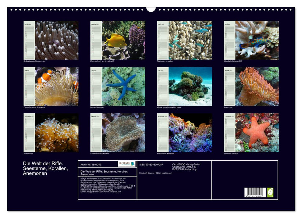 Le monde des récifs. Etoiles de mer, coraux, anémones (Calendrier mural CALVENDO 2024) 