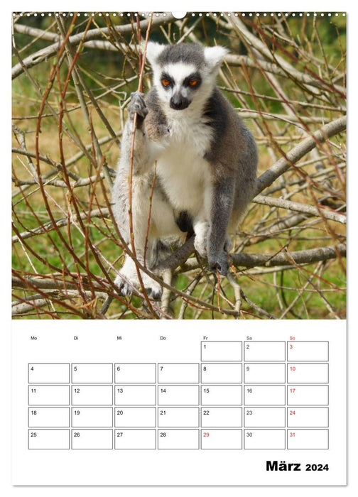 Katta Terminplaner (CALVENDO Premium Wandkalender 2024)