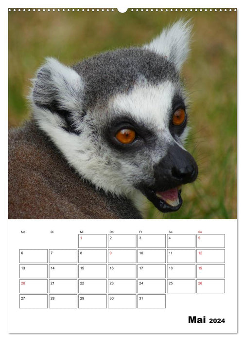 Planificateur de rendez-vous Katta (Calendrier mural CALVENDO Premium 2024) 