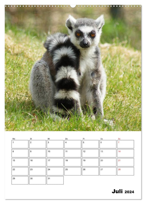 Katta Terminplaner (CALVENDO Premium Wandkalender 2024)