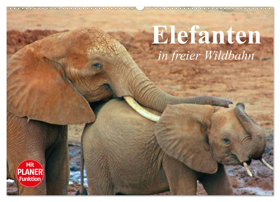 Éléphants dans la nature (Calendrier mural CALVENDO 2024) 