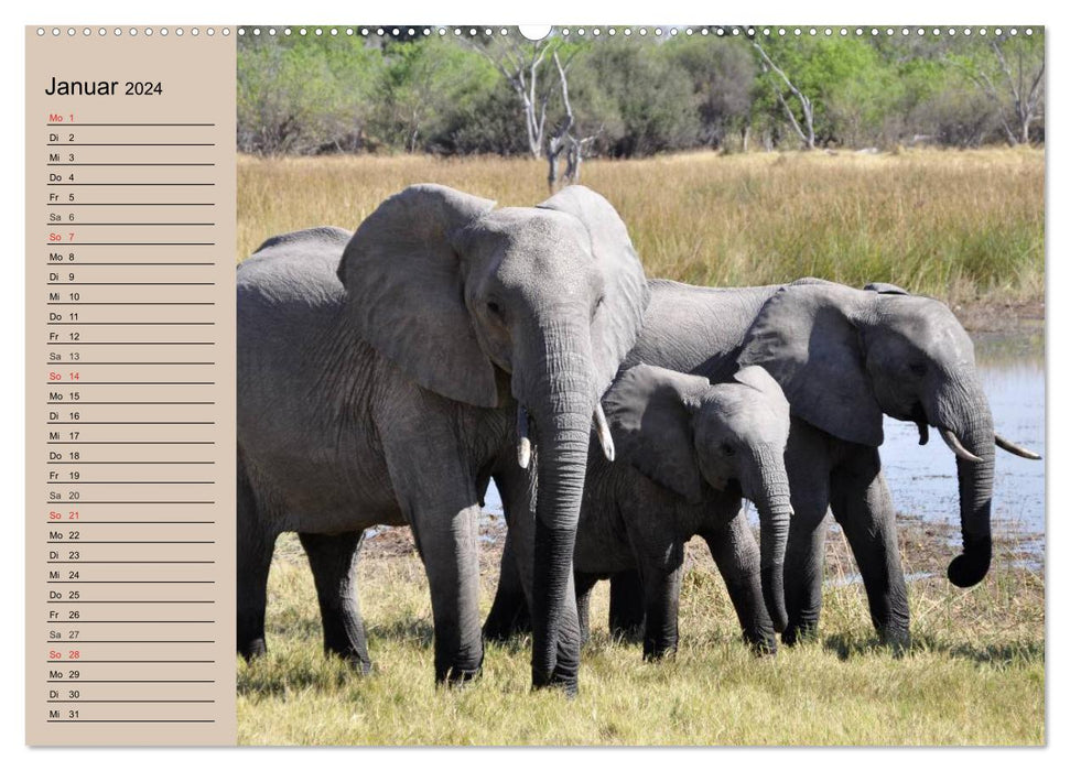 Éléphants dans la nature (Calendrier mural CALVENDO 2024) 