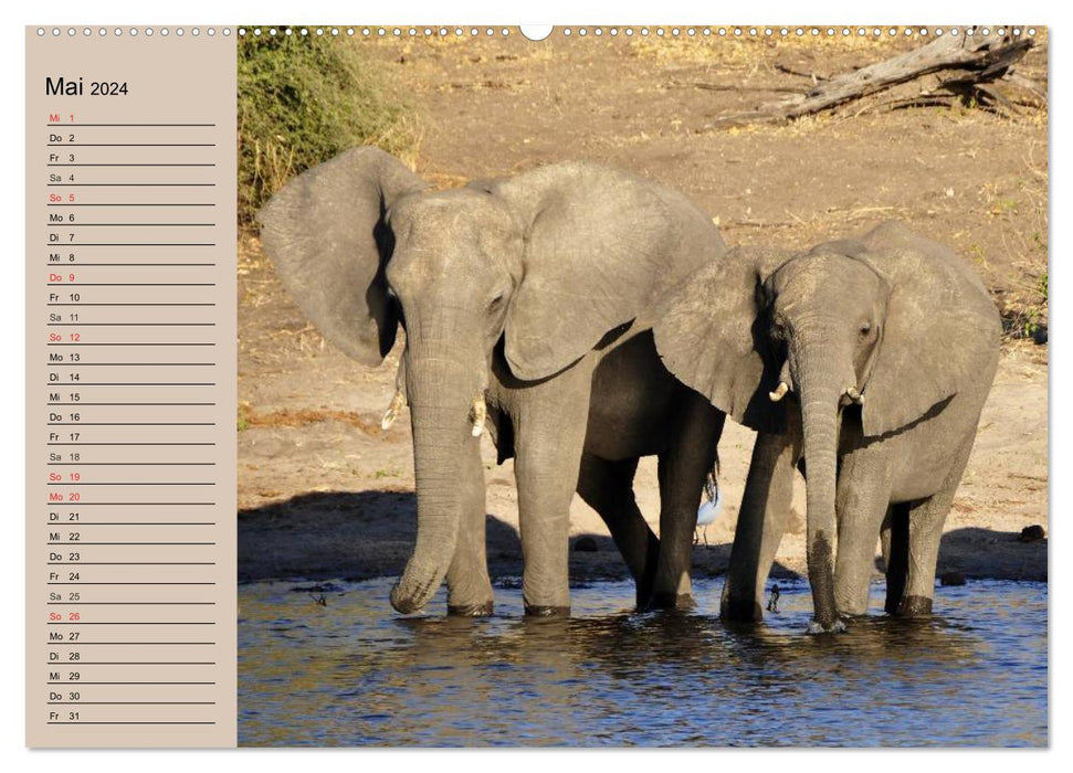 Elefanten in freier Wildbahn (CALVENDO Wandkalender 2024)