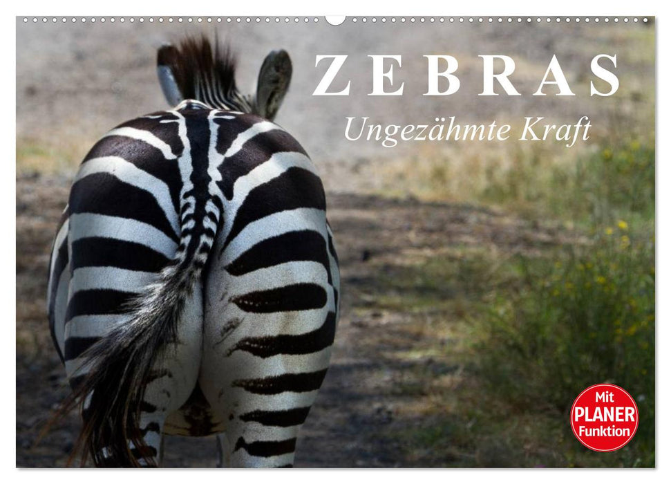 Zebras - Ungezähmte Kraft (CALVENDO Wandkalender 2024)