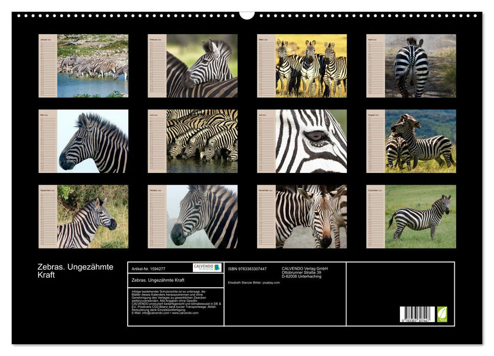 Zebras - Ungezähmte Kraft (CALVENDO Wandkalender 2024)