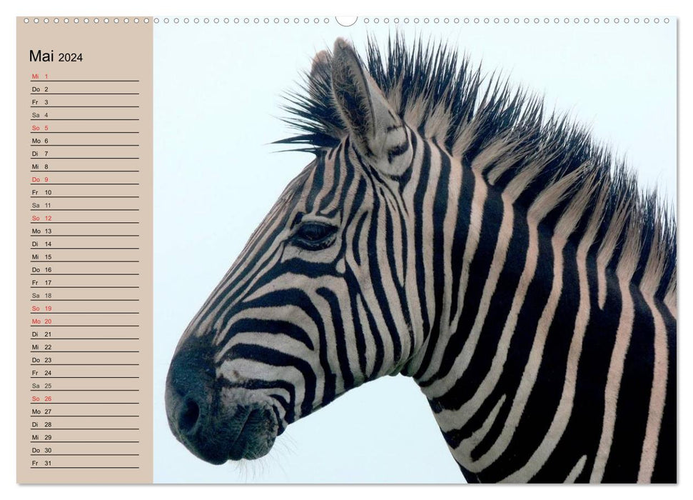 Zebras - Ungezähmte Kraft (CALVENDO Wandkalender 2024)