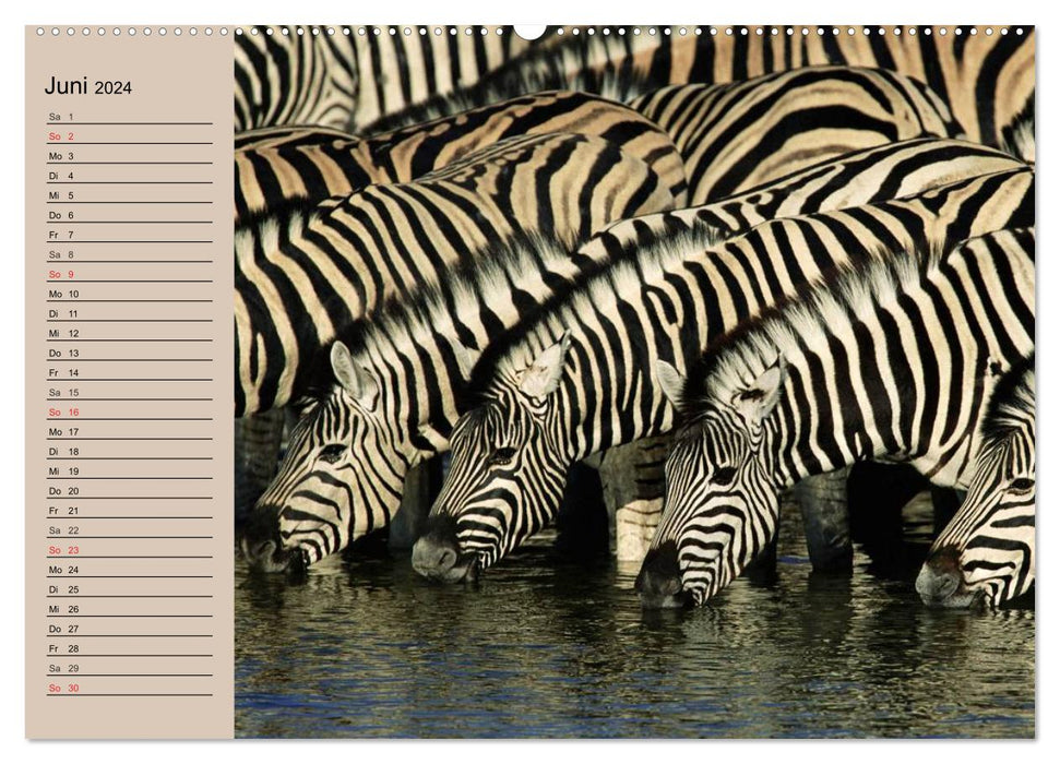 Zebras - Ungezähmte Kraft (CALVENDO Wandkalender 2024)