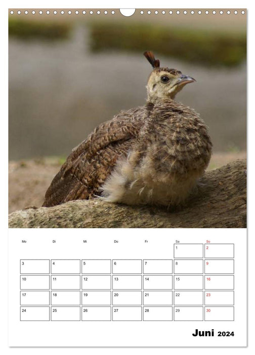 Pfauen Terminplaner (CALVENDO Wandkalender 2024)