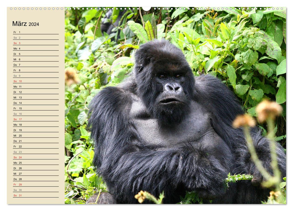 Berggorillas - die sanften Riesen (CALVENDO Wandkalender 2024)