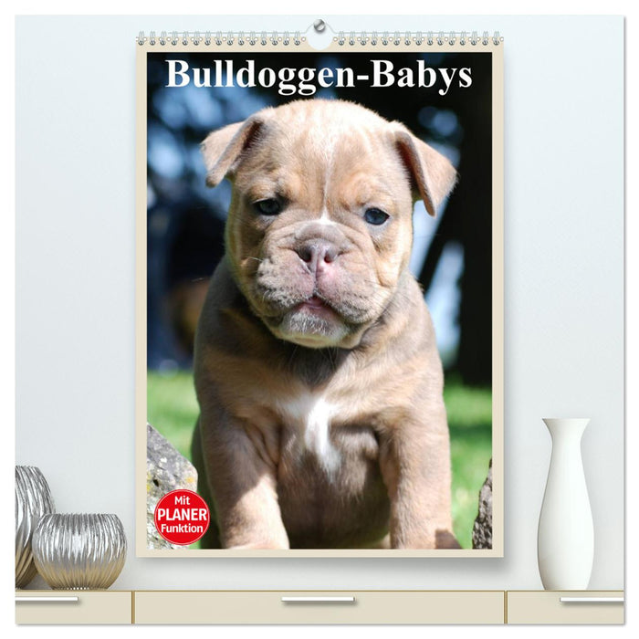 Bulldoggen-Babys (CALVENDO Premium Wandkalender 2024)