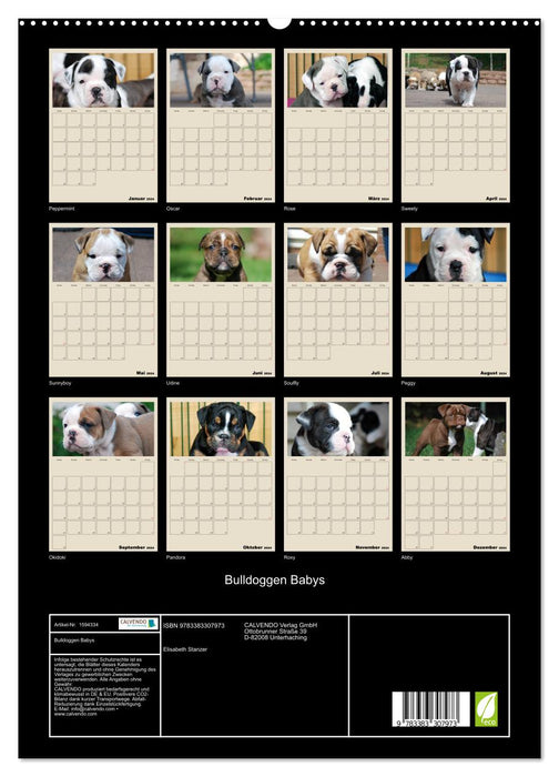 Bulldoggen-Babys (CALVENDO Premium Wandkalender 2024)