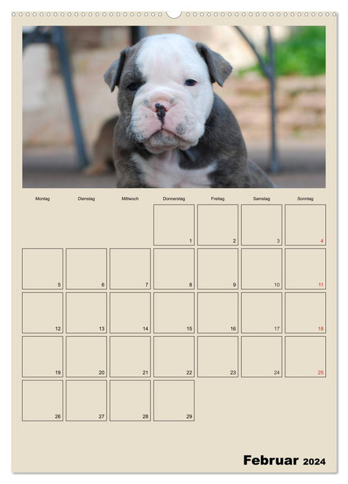 Bébés bouledogues (Calvendo Premium Calendrier mural 2024) 