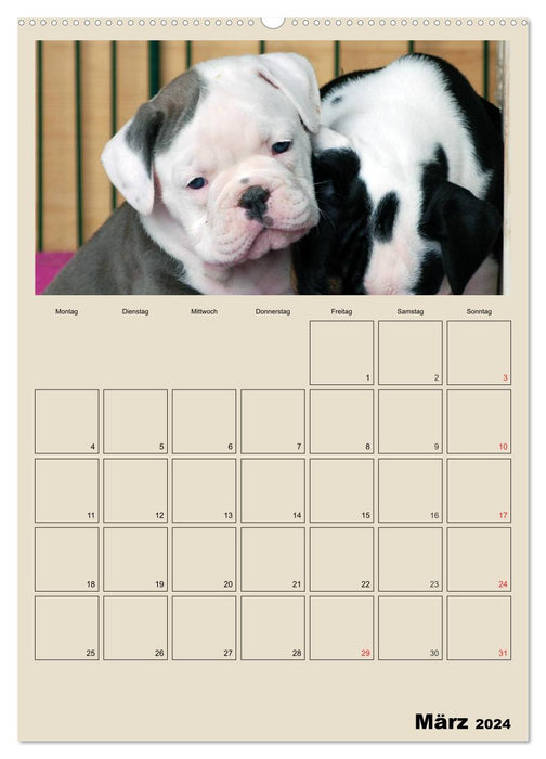 Bébés bouledogues (Calvendo Premium Calendrier mural 2024) 