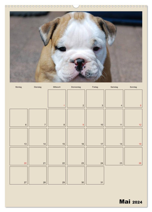 Bulldoggen-Babys (CALVENDO Premium Wandkalender 2024)