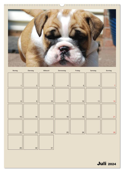 Bulldoggen-Babys (CALVENDO Premium Wandkalender 2024)