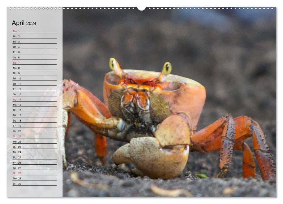 Krabben. Witzige Monster (CALVENDO Premium Wandkalender 2024)