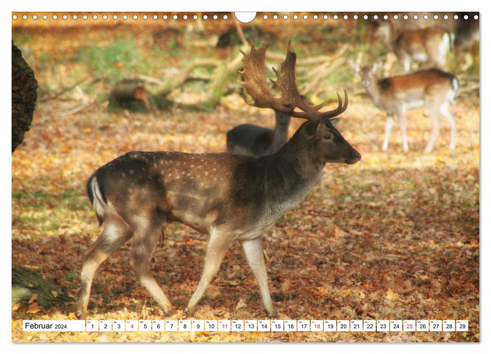Jahreszeiten im Tiergarten Hannover (CALVENDO Wandkalender 2024)