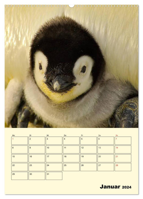 Pinguine. Wackeln im Thermo-Frack (CALVENDO Wandkalender 2024)