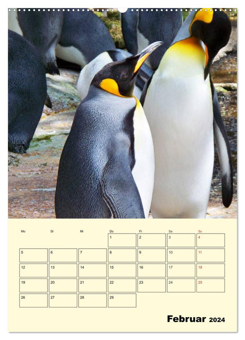 Pinguine. Wackeln im Thermo-Frack (CALVENDO Wandkalender 2024)