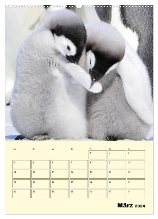 Pingouins. Secouer dans un manteau thermique (calendrier mural CALVENDO 2024) 