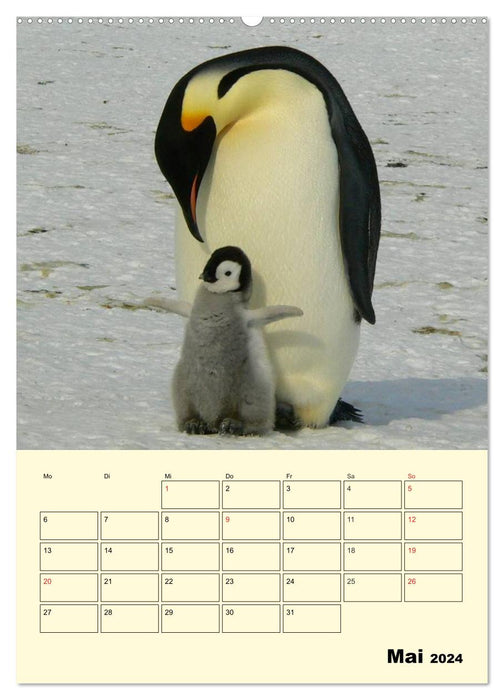 Pingouins. Secouer dans un manteau thermique (calendrier mural CALVENDO 2024) 