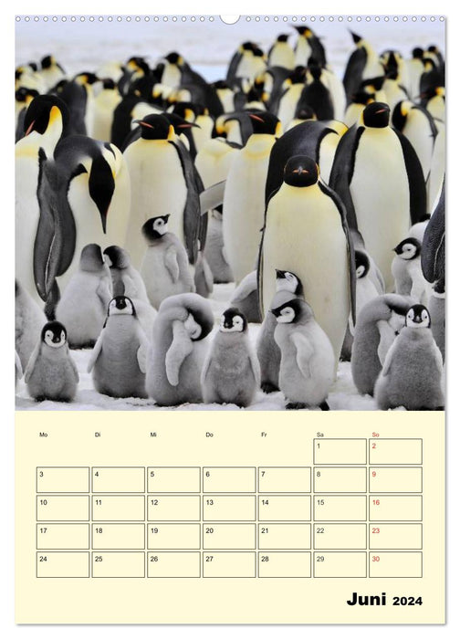 Pinguine. Wackeln im Thermo-Frack (CALVENDO Wandkalender 2024)