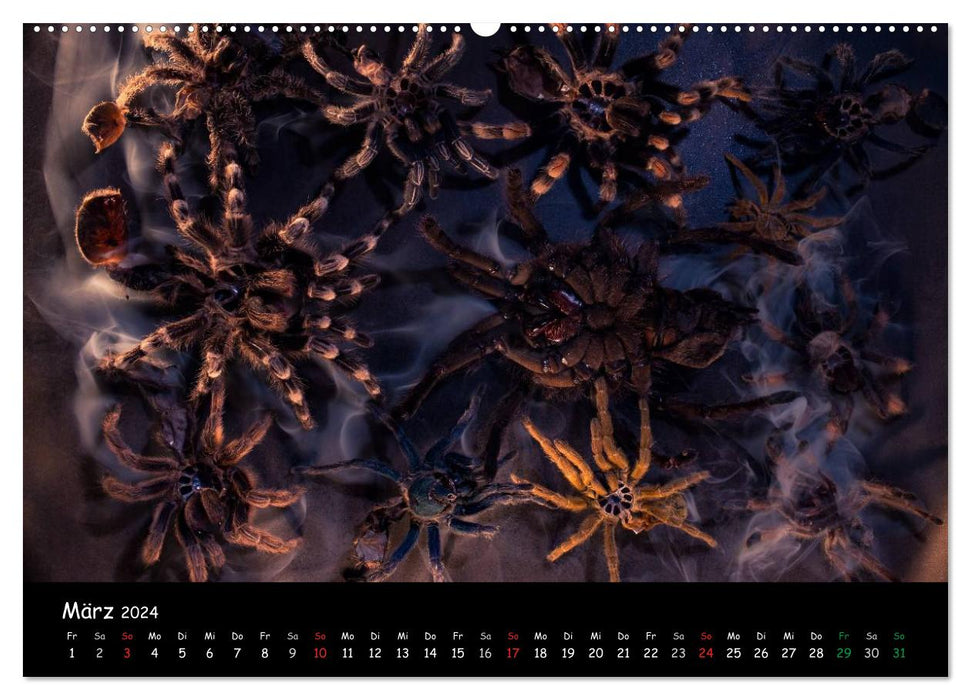 Mystische Vogelspinnen (CALVENDO Premium Wandkalender 2024)
