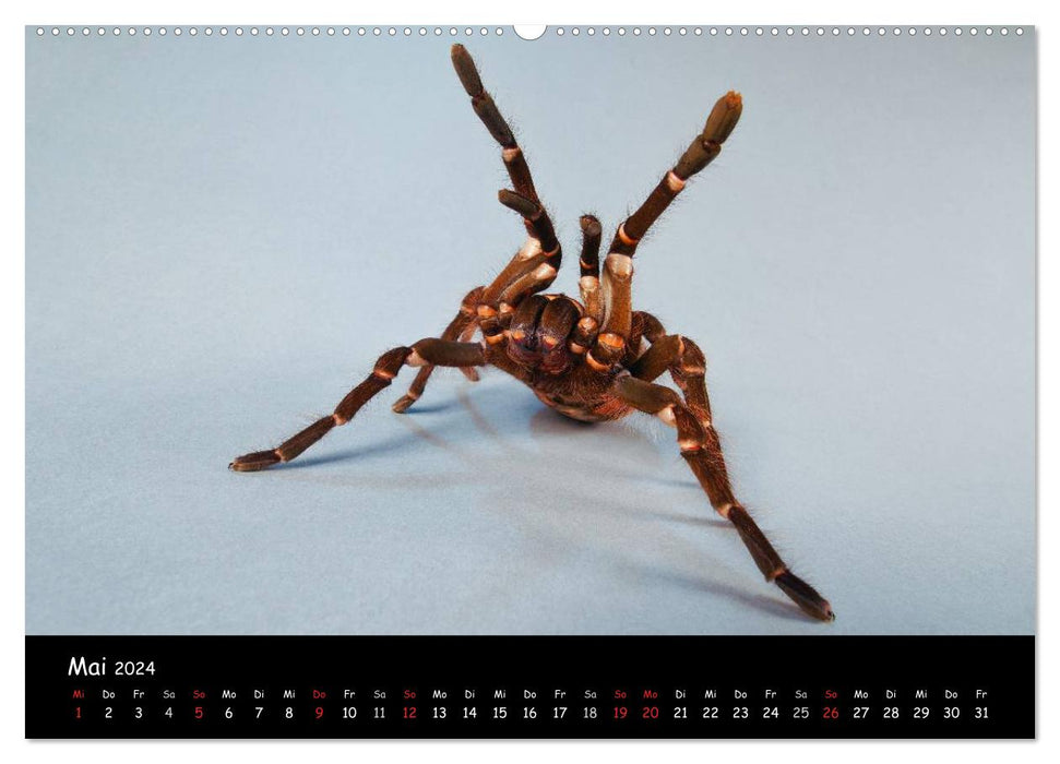 Mystische Vogelspinnen (CALVENDO Premium Wandkalender 2024)