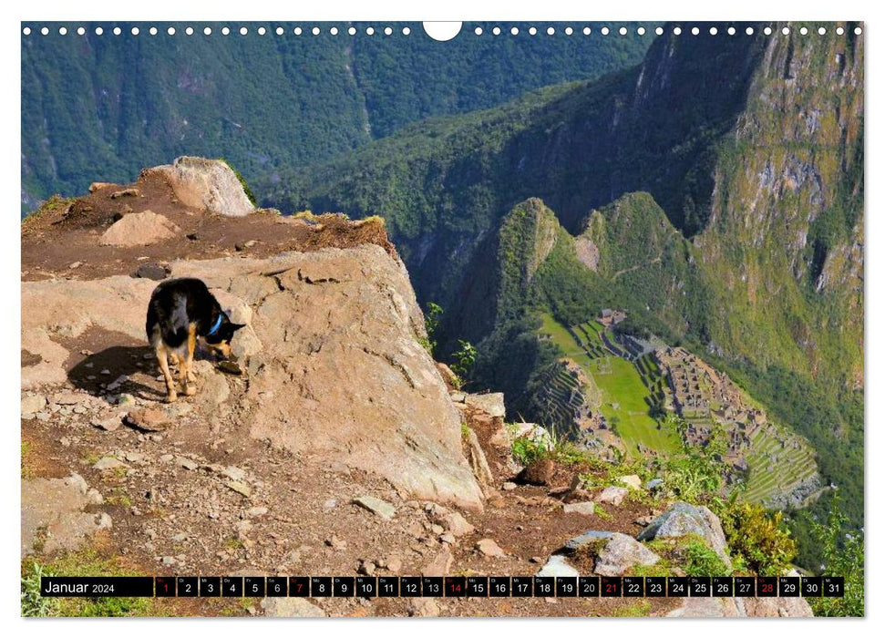 Hunde aus aller Welt (CALVENDO Wandkalender 2024)